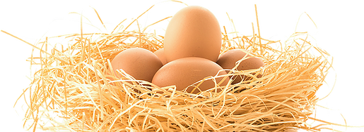 chicken-bird-egg-nest-chicken-a9cfd325c0